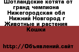 Шотландские котята от гранд-чемпиона - Нижегородская обл., Нижний Новгород г. Животные и растения » Кошки   